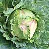 Cabbage January King